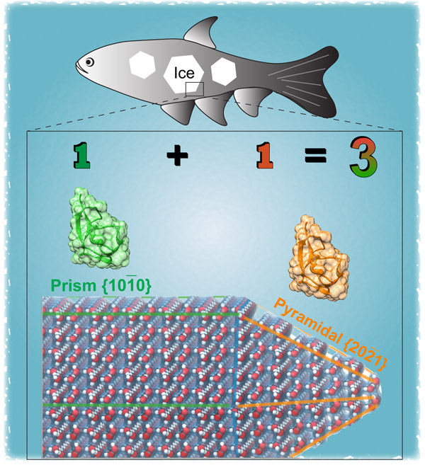 Illustration of how anti-freeze proteins bind on different faces