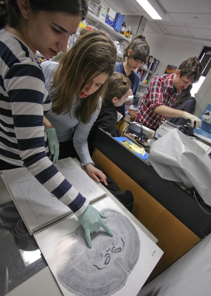 Partnership with Rockefeller University Expands Stern’s Neuroscience Curriculum