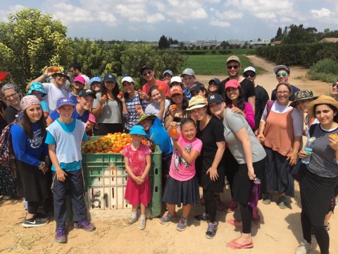 Students pick tomatoes for Leket's Table to Table program, which are used to create meals for the needy. 